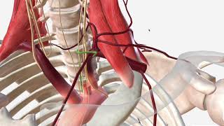 Subclavian Artery  Anatomy Branches amp Relations [upl. by Sacrod]