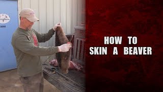 How to skin a beaver  Fred Eichler [upl. by Arriat]