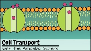 Facilitated Diffusion vs Active Transport [upl. by Joon]