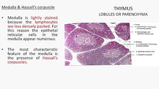 THYMUS HISTOLOGY [upl. by Akyssej]