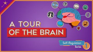 A Tour of the Brain  SelfRegulation Lesson 1 [upl. by Winton]