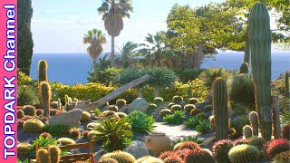 10 Jardines de Cactus Más Hermosos del Mundo [upl. by Files]