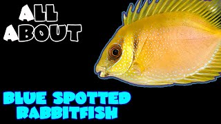 All About The Blue Spotted Rabbitfish [upl. by Eanore]