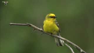 Bluewinged Warbler [upl. by Chance]