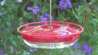 WBU High Perch Hummingbird Feeder [upl. by Yleik]