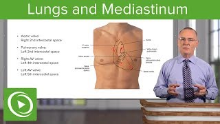 Lungs and Mediastinum – Thoracic Viscera  Lecturio [upl. by Polivy]