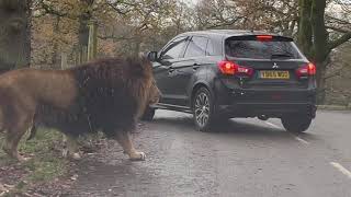 Lions Rhinos and Tiger  Knowsley Safari Park in Winter [upl. by Arrahs654]