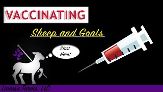 Vaccinating Sheep and Goats Comprehensive Guide [upl. by Toby]