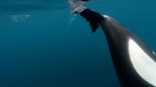 Orcas Caught Slapping Stingray With Tail [upl. by Aciram60]