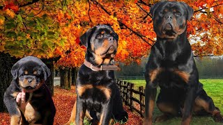 Watch Our Rottweiler Puppy Grow  Day 1 To 16 Months Old [upl. by Minier8]