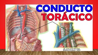 🥇 CONDUCTO LINFÁTICO TORÁCICO Anatomía ¡Fácil Explicación [upl. by Nere]