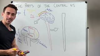 Overview of the Central Nervous System CNS [upl. by Angela]