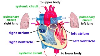 The Circulatory System Part 1 The Heart [upl. by Noreh]