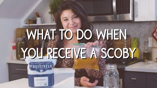 What to do when you receive a kombucha SCOBY [upl. by Fletcher]