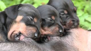 Cute Dachshund Puppies Suckling [upl. by Sirmons627]