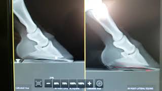 Pedal Osteitis Findings in a TB Gelding [upl. by Rozanna]