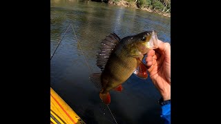 Goulburn River Fishing Redfin [upl. by Schuster]