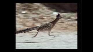 Roadrunner 26 mph [upl. by Aihsat442]