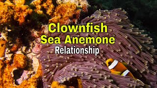 Clownfish Sea Anemone Relationship [upl. by Natsirt200]