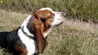 Peter the Basset Hound barking [upl. by Annawit]