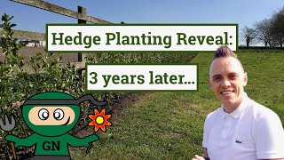 Hedge planting guide update revealed 3 years on [upl. by Yenttirb]