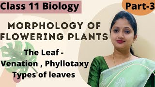 Morphology Of Flowering Plants  Leaf Class 11 Biology  Part3 [upl. by Cira]