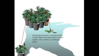 Phytophthora disease cycle [upl. by Asira]