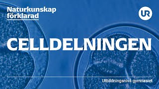 Celldelningen förklarad  BIOLOGI  Gymnasienivå [upl. by Honeywell]