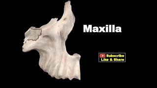 Osteology of Head amp Neck  Maxilla Anatomy mbbs bds education [upl. by Berlin]