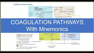 Coagulation Pathway  Made SuperEasy [upl. by Breana]