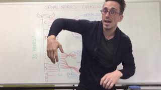 Spinal Nerve Plexus  Peripheral Nervous System [upl. by Marius]