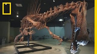 Bigger Than T rex Spinosaurus  National Geographic [upl. by Averyl]