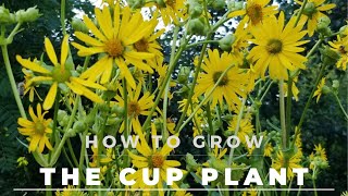 The Cup Plant  Facts Grow and Care  And tons of butterflies [upl. by Hatti]