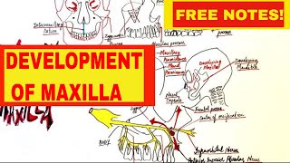 Development Of Maxilla  Embryology [upl. by Eillah]