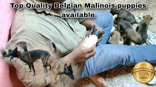 Belgian Malinois puppies available for sale belgianmalinois dogsales [upl. by Anirbac]