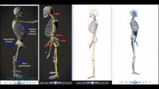 Osteitis Pubis Treatment in 5 Minutes ⏲⚡ Pain Relief [upl. by Kiyoshi]