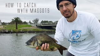 Using MAGGOTS and a Berley Cage Feeder to CATCH FISH [upl. by Eigna93]