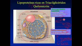 Transporte de lípidos Lipoproteinas plasmáticas [upl. by Atinaj]