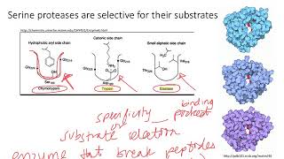 Enzymes Serine Proteases Dr Terrell [upl. by Garcia285]