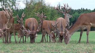 Rot und Damwildzucht  Gerald Ragginger [upl. by Gunzburg]