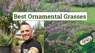 Best Ornamental Grasses for Gardens amp Planting guide [upl. by Herzig]