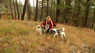 Instincts in Norwegian Elkhounds [upl. by Mischa118]