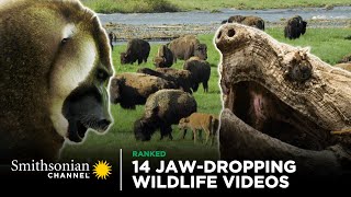 14 JawDropping Wildlife Videos  Smithsonian Channel [upl. by Ayaladnot180]