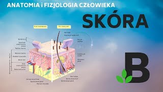 skóra budowa i funkcje skóry człowieka  Anatomia i fizjologia  KOREPETYCJE z BIOLOGII  244 [upl. by Neyu]