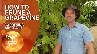 How to prune a grapevine [upl. by Pratte]