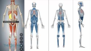 THE GROIN BIBLE  A Comprehensive Guide To Groin Injury Treatment amp Rehabilitation [upl. by Eelessej335]