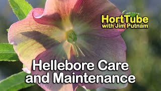 Hellebores Care and Maintenance  Lenten Rose [upl. by Raye]