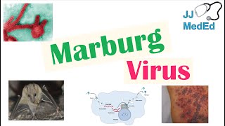 Marburg Virus Origins Transmission Pathophysiology Symptoms [upl. by Ahsinet]