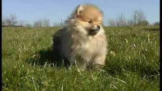 Nos chiots spitz nains [upl. by Vashti]