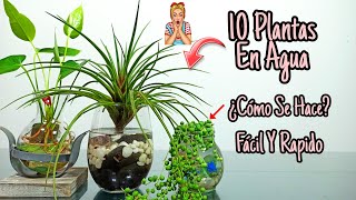 10 Plantas De INTERIOR que se CULTIVAN en AGUA [upl. by Adyeren937]